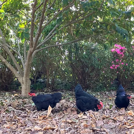 Vistalinda * Faja dos Vimes