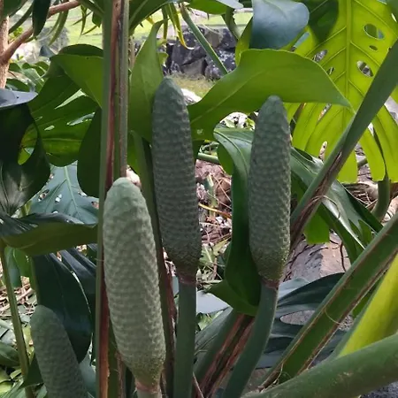 Vistalinda * Faja dos Vimes