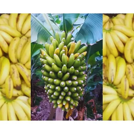 Vistalinda * Faja dos Vimes